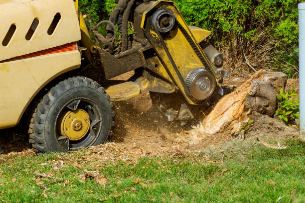 Best Dead Tree Removal  in Center Hill, FL